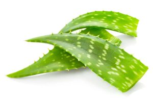 aloe-vera