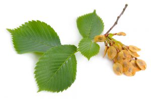 slippery-elm